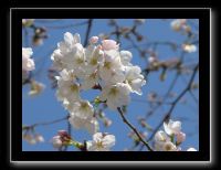 003 Osaka le chateau